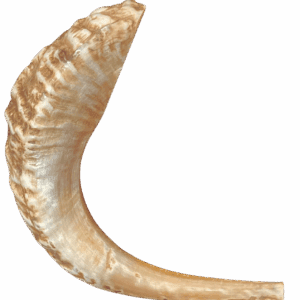Shofar - cuerno de carnero