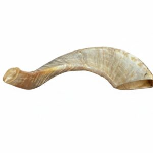 Shofar De Cuerno De Carnero  De Alta Calidad: Shofar Pulido