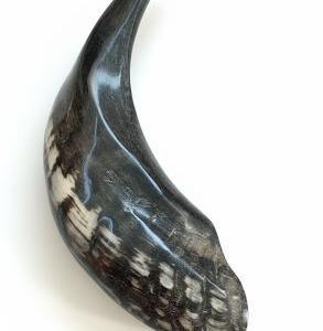 Shofar De Cuerno De Carnero Negro Con Blanco De Alta Calidad: Shofar Pulido