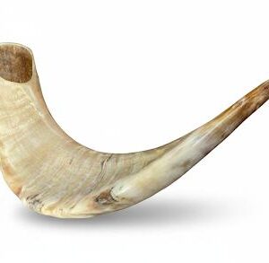 Shofar De Cuerno De Carnero De Alta Calidad: Shofar Pulido